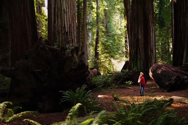 articles/san-francisco-california-here-we-come/RedwoodNP/DSC05719.jpg