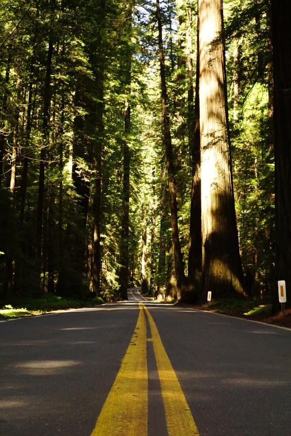 articles/san-francisco-california-here-we-come/RedwoodNP/DSC05737.jpg