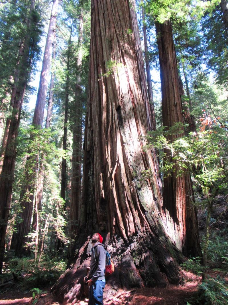 articles/san-francisco-california-here-we-come/RedwoodNP/IMG_1100.jpg