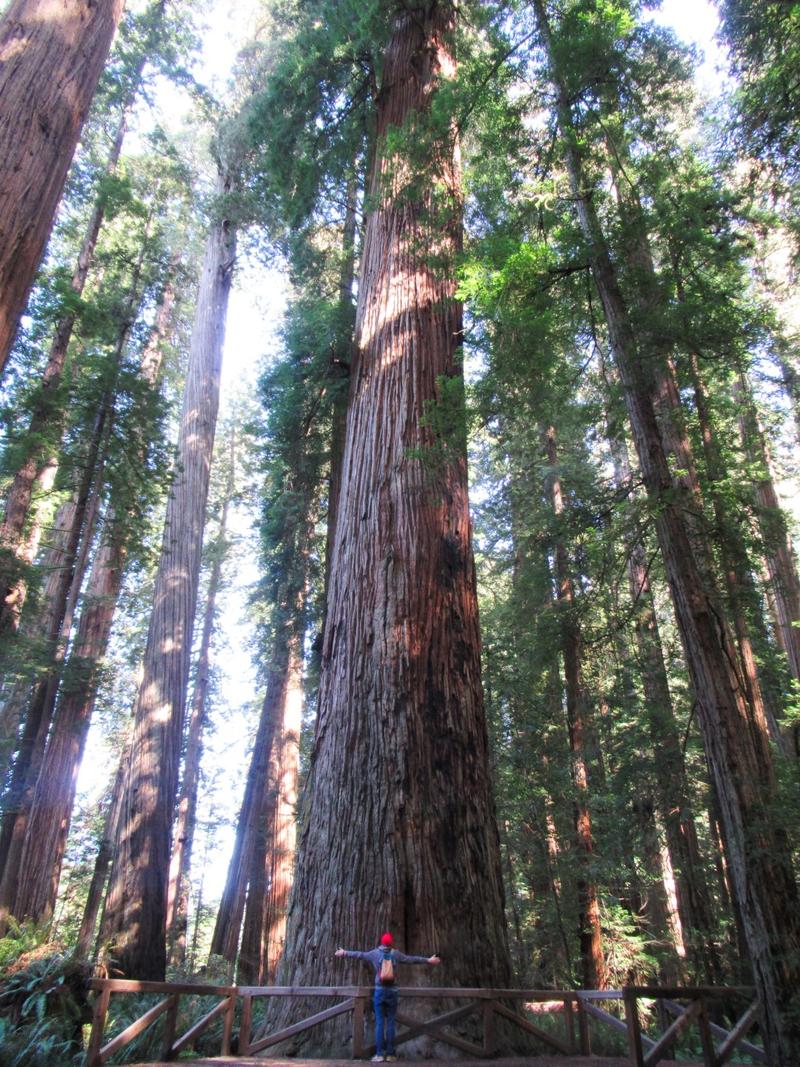 articles/san-francisco-california-here-we-come/RedwoodNP/IMG_1112.jpg