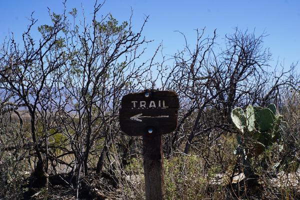 articles/sud-texas/BigBend/DSC04479.jpg