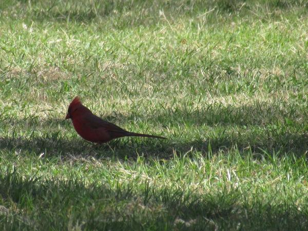 articles/sud-texas/BigBend/IMG_9453.jpg