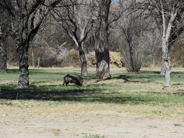 articles/sud-texas/BigBend/IMG_9456.jpg