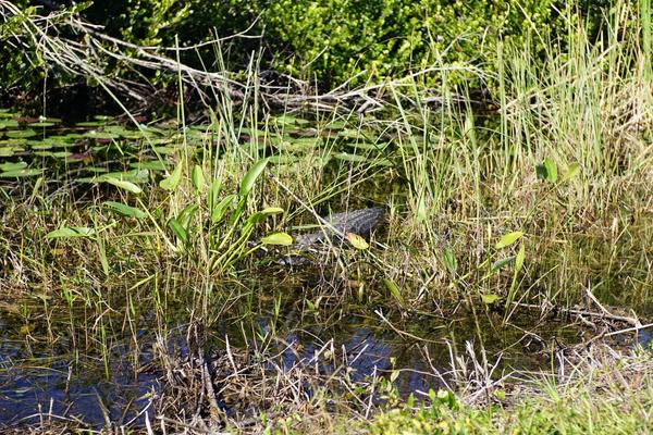 articles/une-semaine-en-floride/Everglades2/DSC03639.jpg