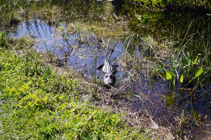 articles/une-semaine-en-floride/Everglades2/DSC03654.jpg