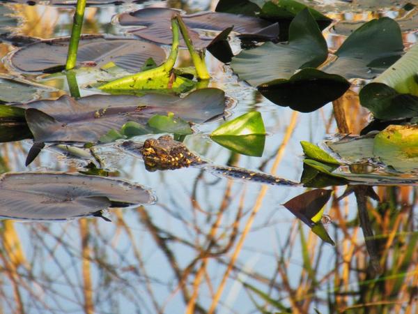 articles/une-semaine-en-floride/Everglades2/IMG_8213.jpg