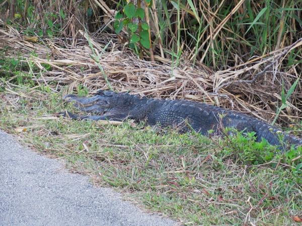 articles/une-semaine-en-floride/Everglades2/IMG_8215.jpg