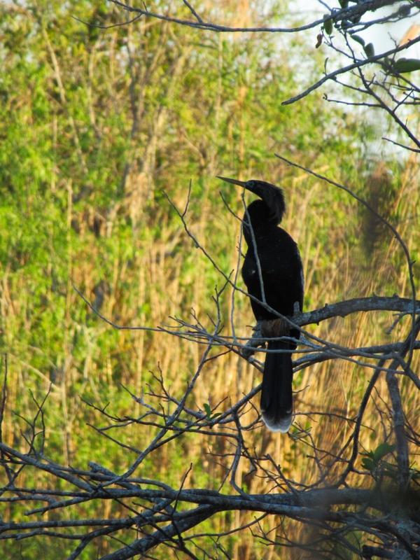 articles/une-semaine-en-floride/Everglades2/IMG_8218.jpg