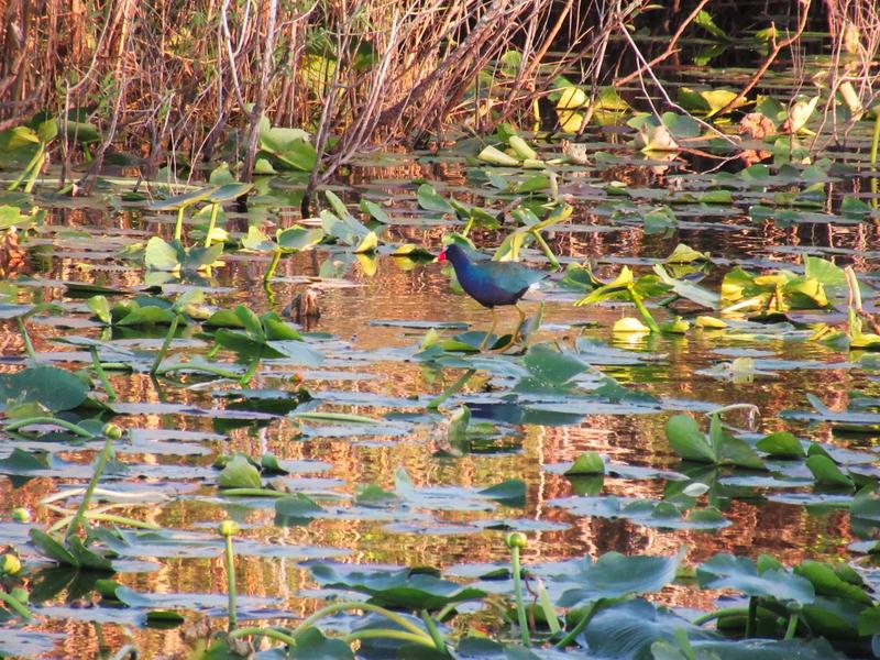 articles/une-semaine-en-floride/Everglades2/IMG_8219.jpg