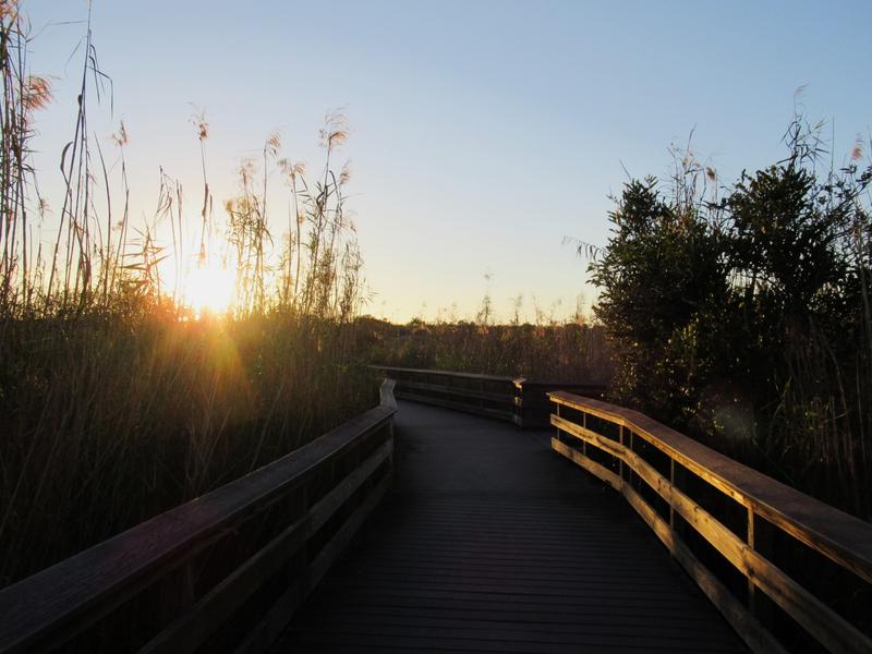 articles/une-semaine-en-floride/Everglades2/IMG_8222.jpg