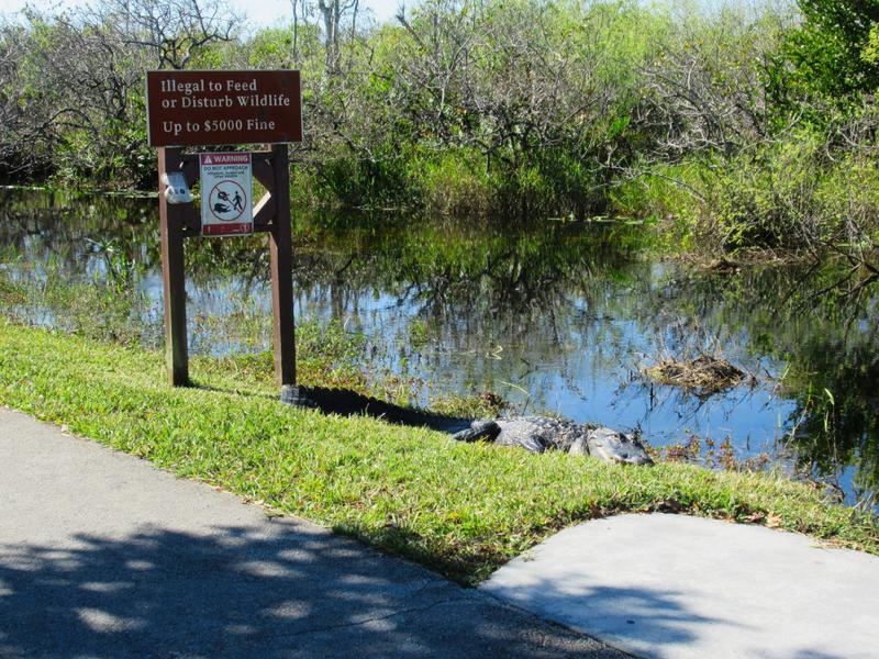 articles/une-semaine-en-floride/Everglades2/IMG_8230.jpg