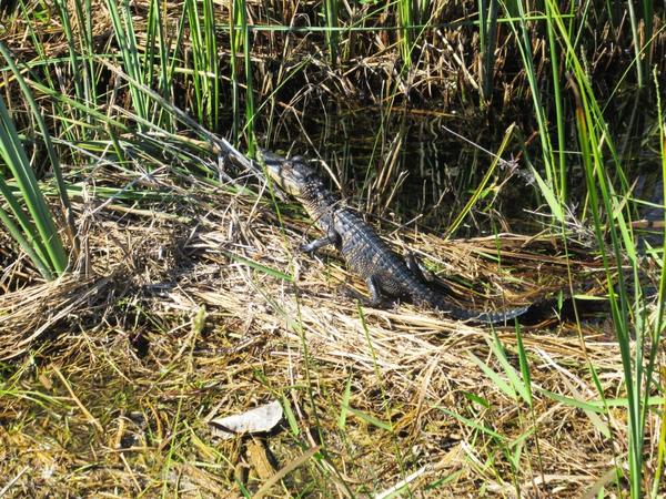 articles/une-semaine-en-floride/Everglades2/IMG_8251.jpg