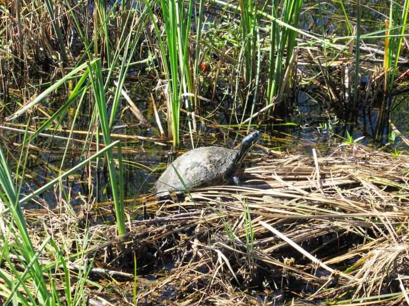 articles/une-semaine-en-floride/Everglades2/IMG_8253.jpg