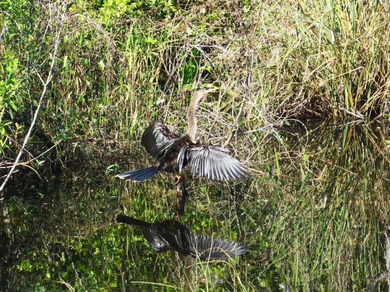 articles/une-semaine-en-floride/Everglades2/IMG_8255.jpg