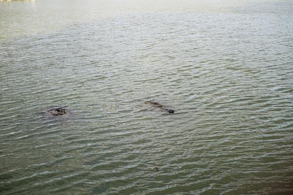 articles/une-semaine-en-floride/EvergladesNP/DSC03492.jpg