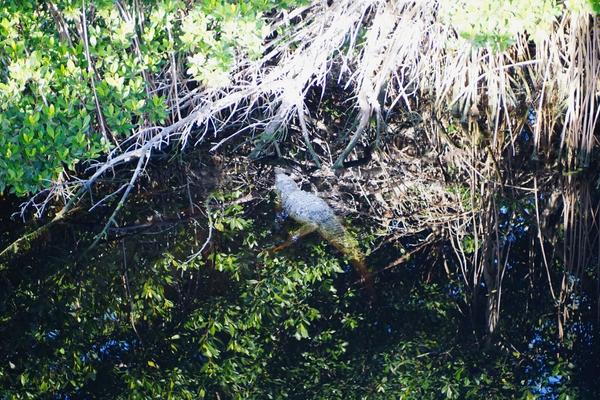 articles/une-semaine-en-floride/EvergladesNP/DSC03506.jpg