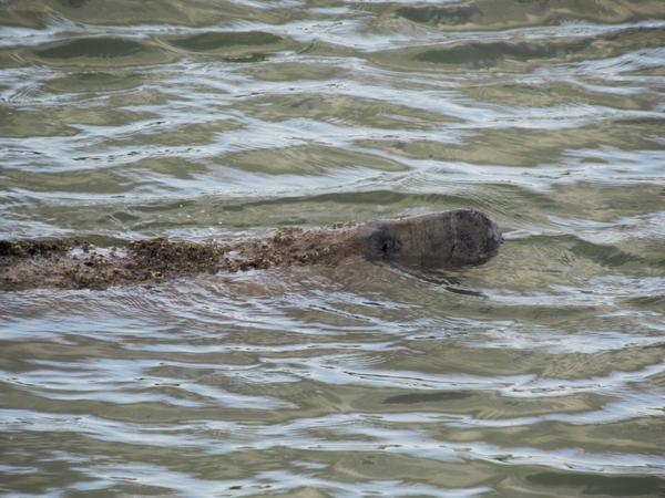 articles/une-semaine-en-floride/EvergladesNP/IMG_8035.jpg