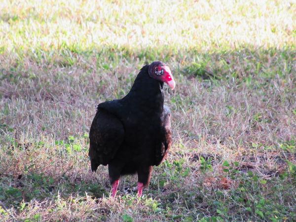 articles/une-semaine-en-floride/EvergladesNP/IMG_8036.jpg