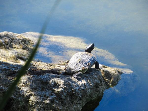 articles/une-semaine-en-floride/Keys/IMG_8100.jpg