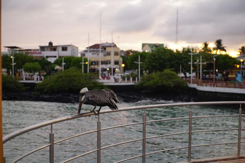 Arrivée aux Galápagos (et premier contact avec l'Equateur)