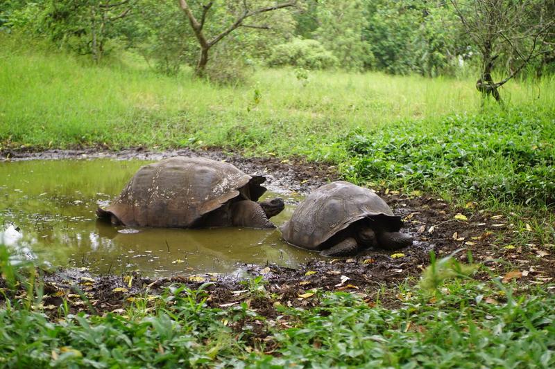 Quelques jours sur Santa Cruz, aux Galápagos