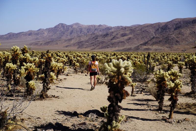 San Diego - Palm Springs: Du soleil et des cactus 🌵